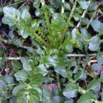 Dutch Broadleaf Cress - Quick growing, cold-hardy salad green similar to watercress. You can harvest the large, glossy globed shaped leaves in only 1 month. Leaves have a peppery flavour and are high in Vitamin C making them an excellent addition in mixed salads and sandwiches. Self-sows if left to go to seed. - Click for more details!